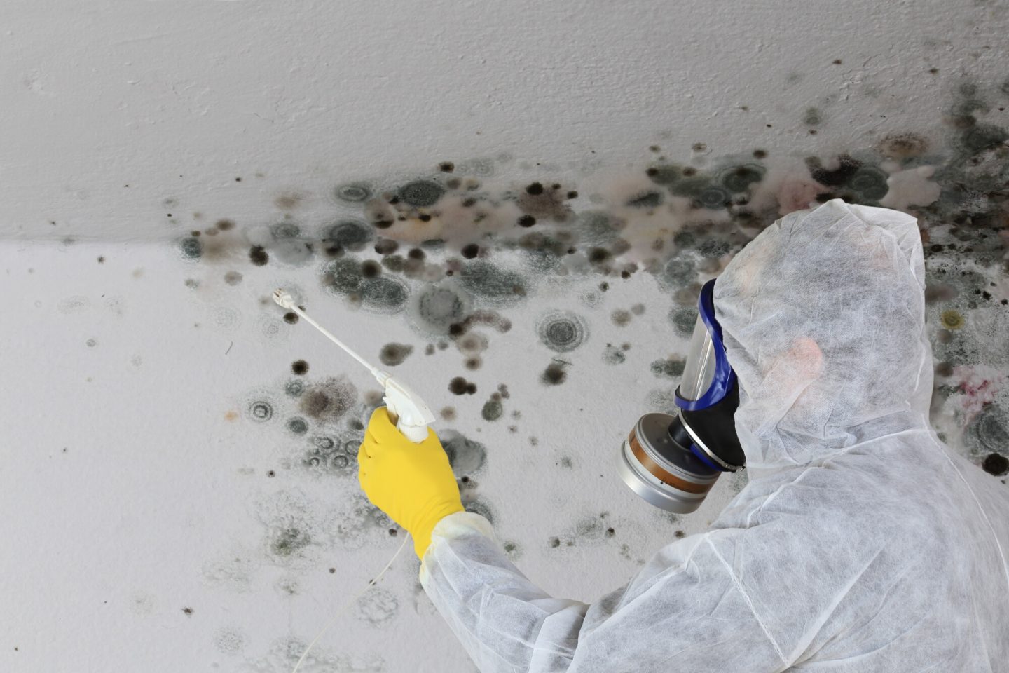 Black Mold Removal In Los Angeles