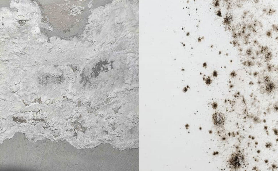 White Mold Vs Black Mold