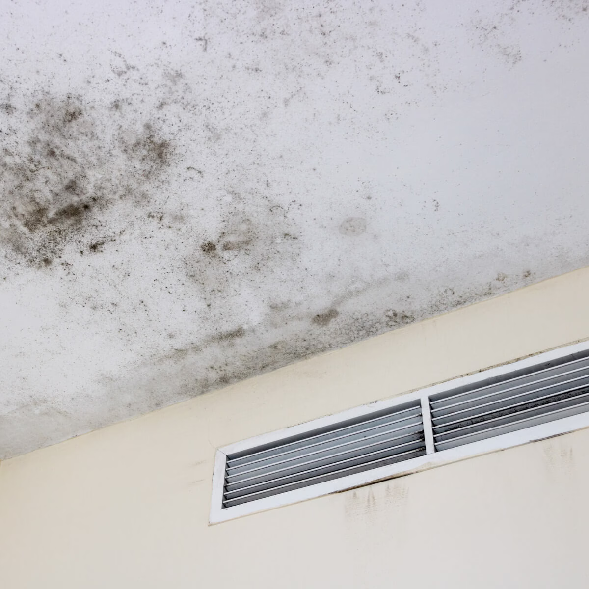 DIY Danger: Black Mold Clean Up